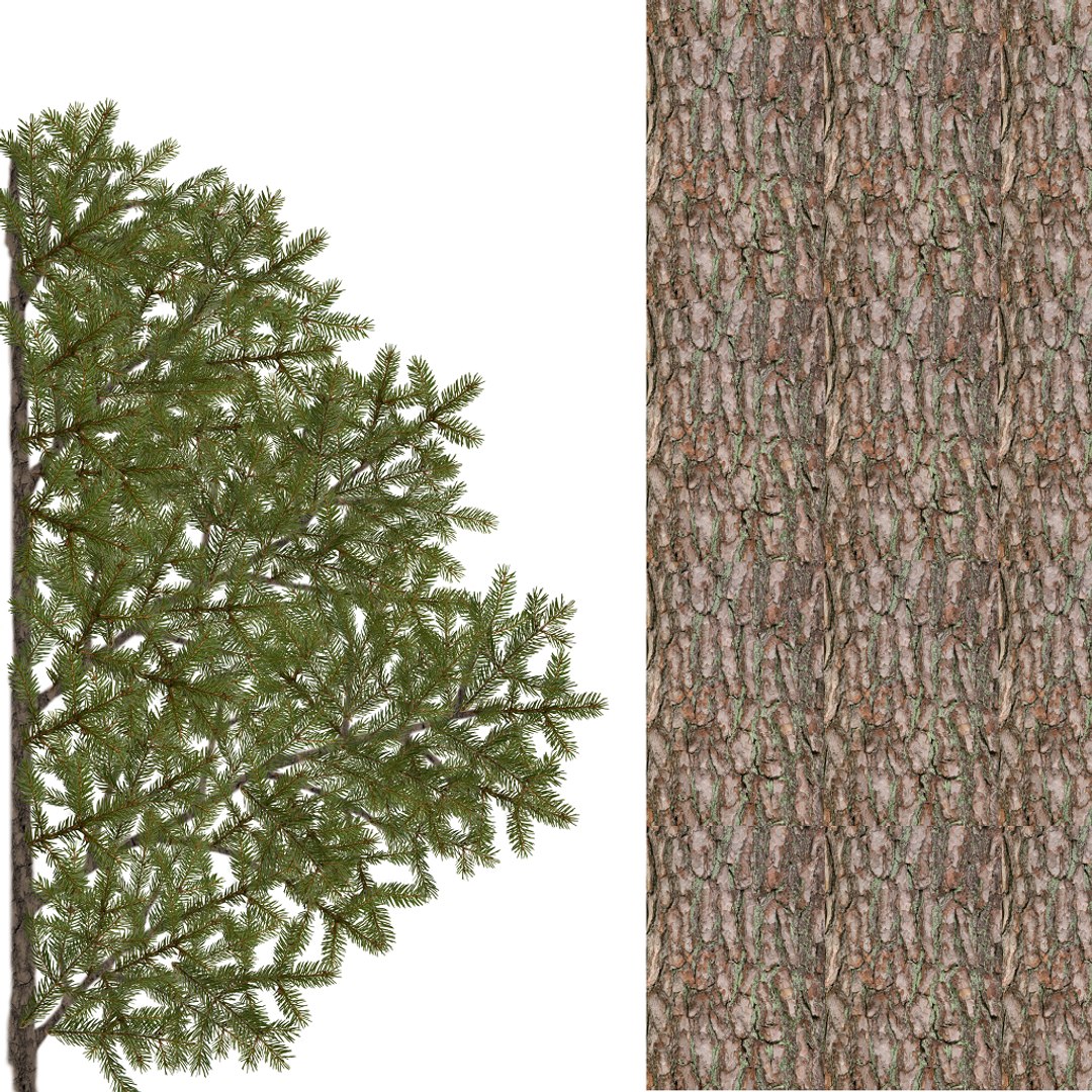 3d Fir Evergreen Tree