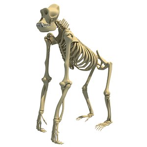 gorilla skeleton 3d model
