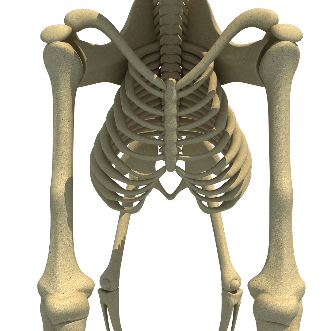 gorilla skeleton 3d model