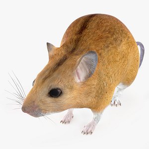 Kakadu Pebble-mound Mouse Idle Pose