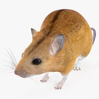 Kakadu Pebble-mound Mouse Idle Pose