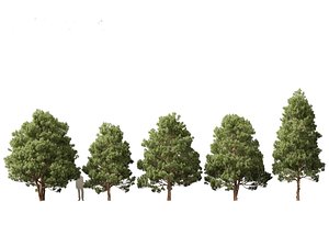 3D Afrocarpus falcatus - Outeniqua Yellowwood