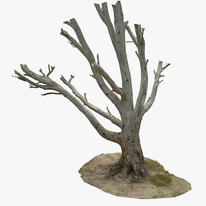 Massive Eucalyptus Tree 3D Scan Ultra HQ mesh 6x16k Textures