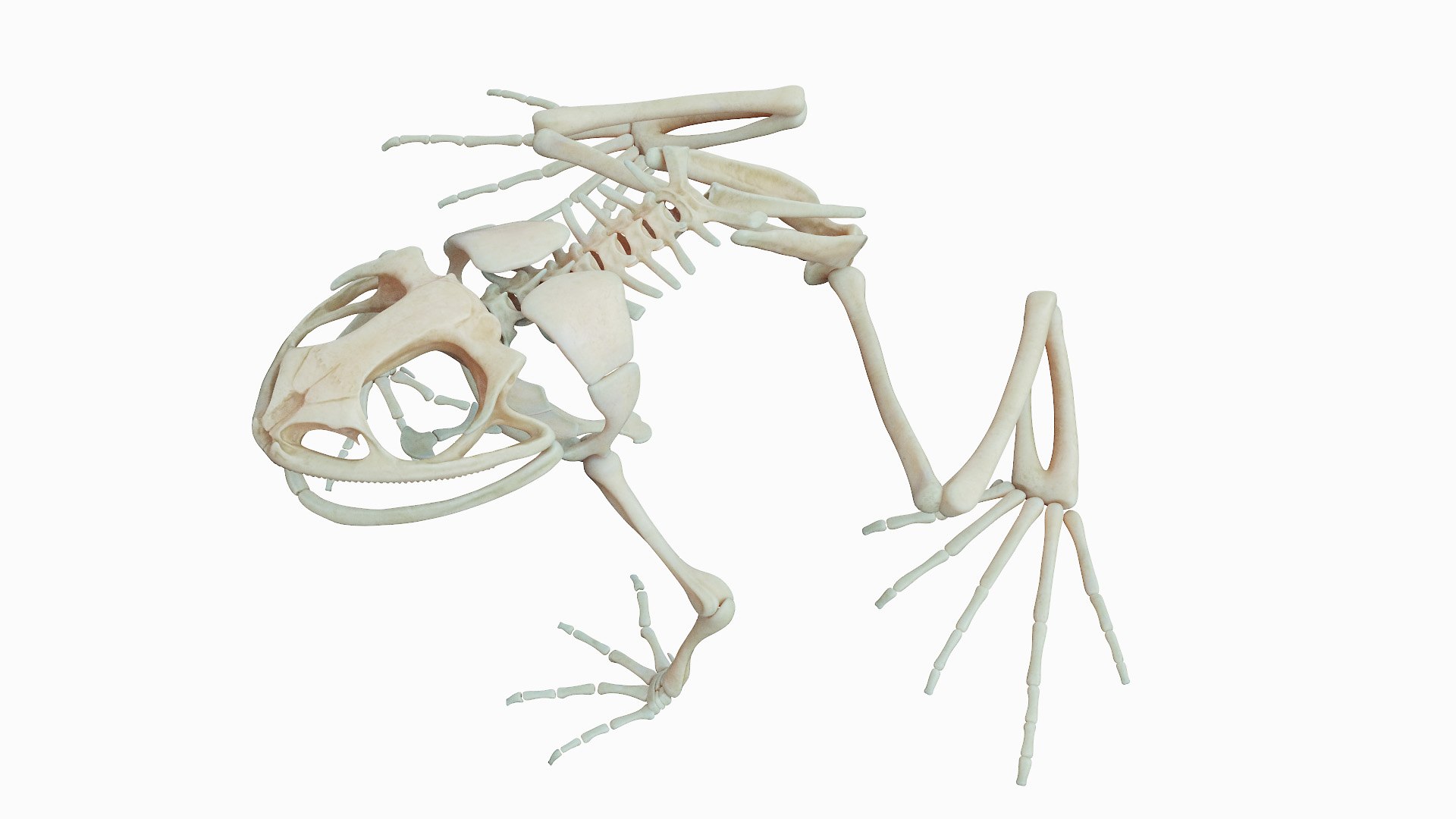 3D Model Frog Body Skeleton And Organs Static - TurboSquid 1908300