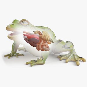 3D model Frog Body Skeleton and Organs Static