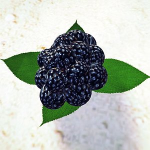 blackberry fruit