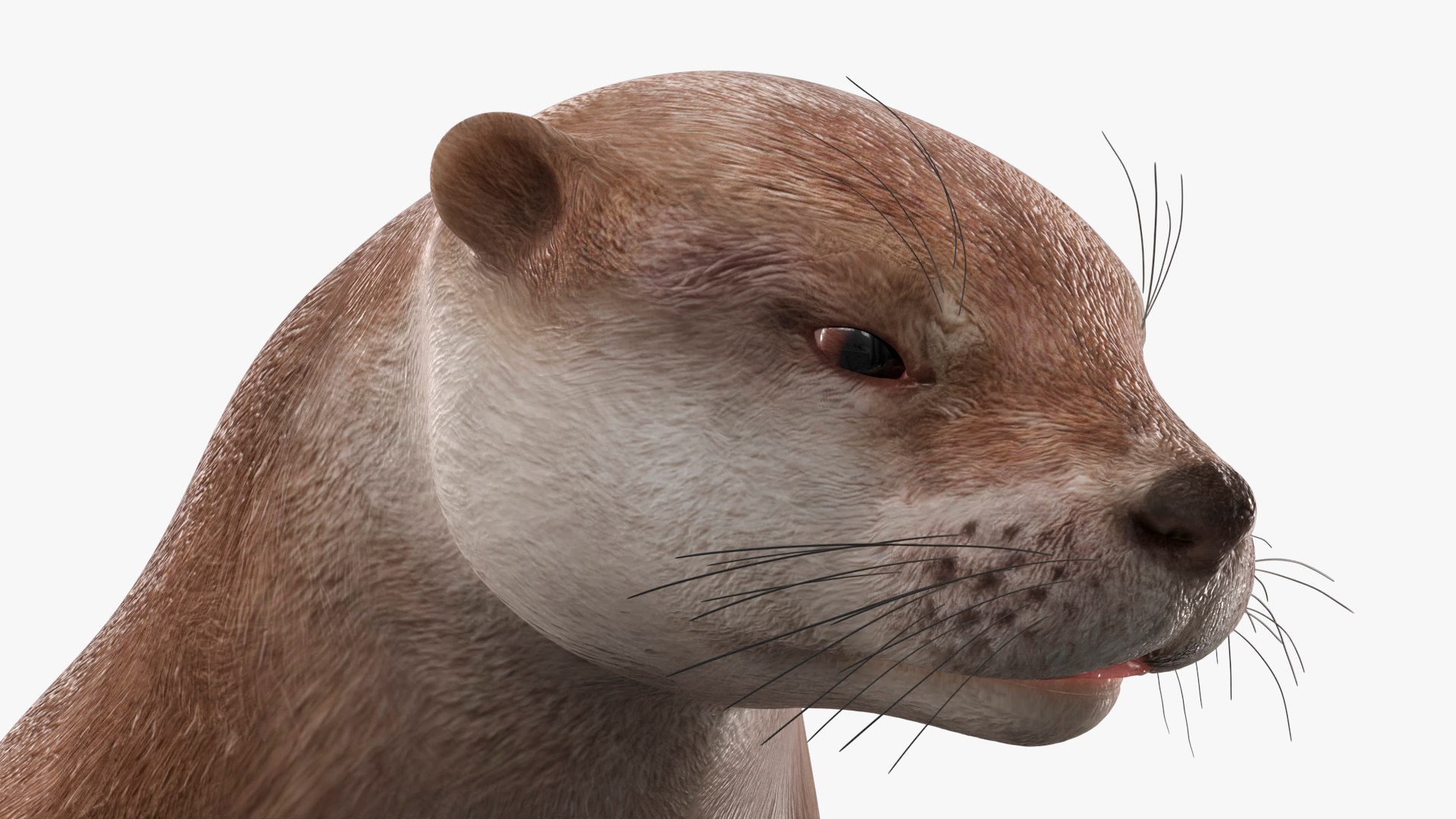 Aquatic Otter Cleans Face Animated Rigged 3D model https://p.turbosquid.com/ts-thumb/KJ/zIuRoS/3q/aquatic_otter_cleans_face_animated_rigged_010/jpg/1766162199/1920x1080/fit_q87/b06cce387282e10555f4b370189d43b372ccd3c3/aquatic_otter_cleans_face_animated_rigged_010.jpg
