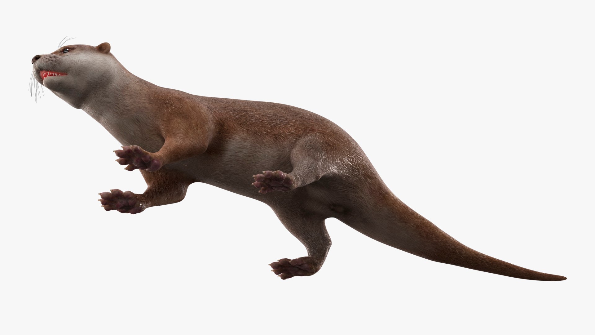 Aquatic Otter Cleans Face Animated Rigged 3D model https://p.turbosquid.com/ts-thumb/KJ/zIuRoS/Gz/aquatic_otter_cleans_face_animated_rigged_008/jpg/1766162193/1920x1080/fit_q87/4eea2ae071b878d275be83220b6c81e0c1c1467b/aquatic_otter_cleans_face_animated_rigged_008.jpg