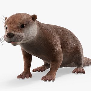 Aquatic Otter Cleans Face Animated Rigged