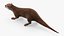 Aquatic Otter Cleans Face Animated Rigged