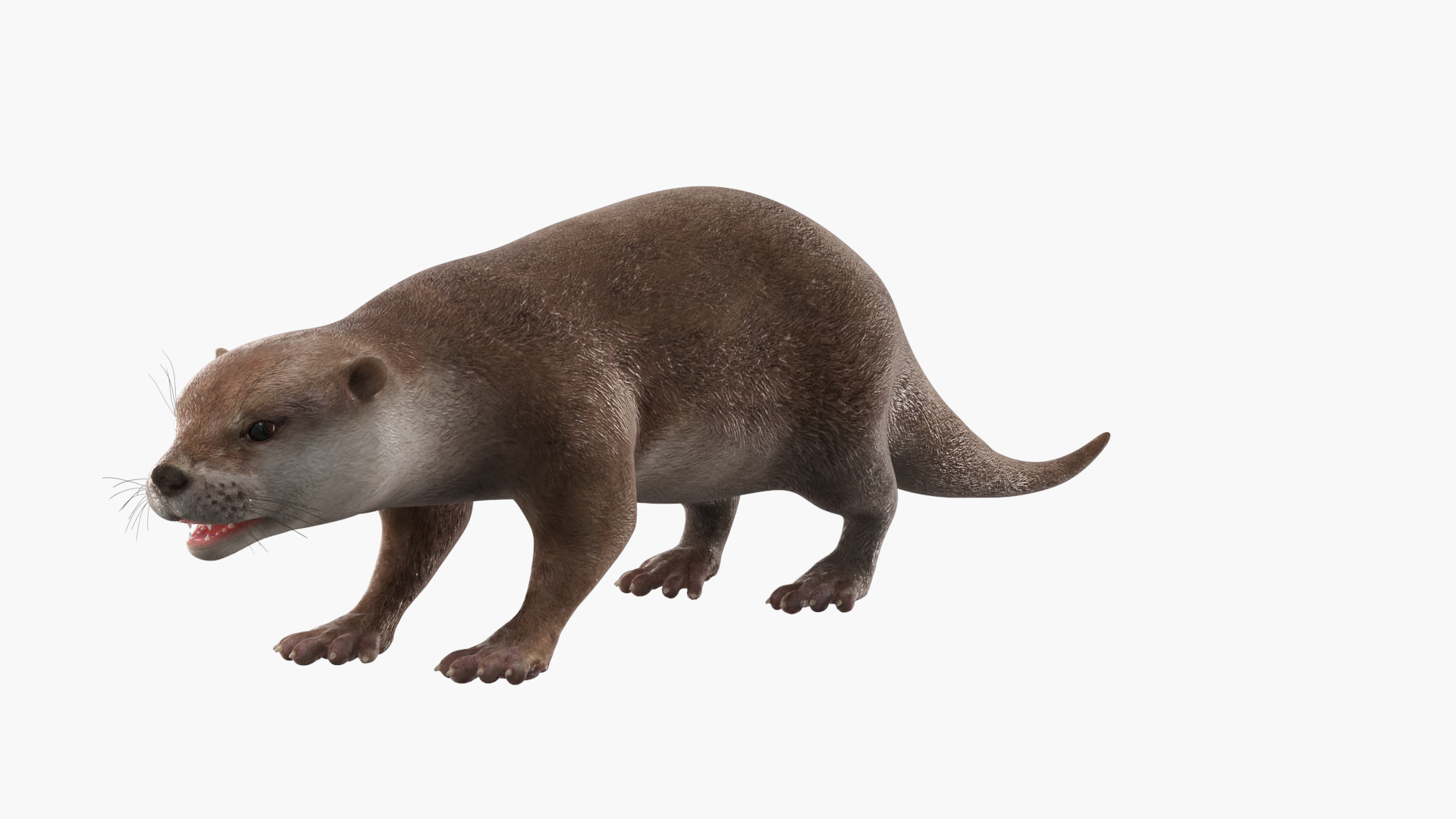 Aquatic Otter Cleans Face Animated Rigged 3D model https://p.turbosquid.com/ts-thumb/KJ/zIuRoS/w3/aquatic_otter_cleans_face_animated_rigged_360/jpg/1766162041/1920x1080/turn_fit_q99/8e742167b5041a9aa465bea750d09b4521834081/aquatic_otter_cleans_face_animated_rigged_360-1.jpg