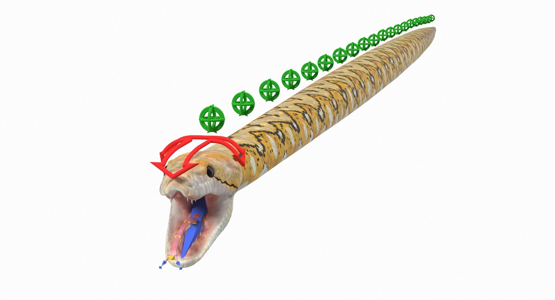 yellow python snake rigged 3D https://p.turbosquid.com/ts-thumb/KK/6iaTHm/2dgwDlZn/yellowpythonsnakeriggedmb3dmodel002/jpg/1561532581/1920x1080/fit_q87/e3625672d6d8fe0e756d18c72e86f254124170b8/yellowpythonsnakeriggedmb3dmodel002.jpg