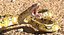 Yellow Python Snake Rigged