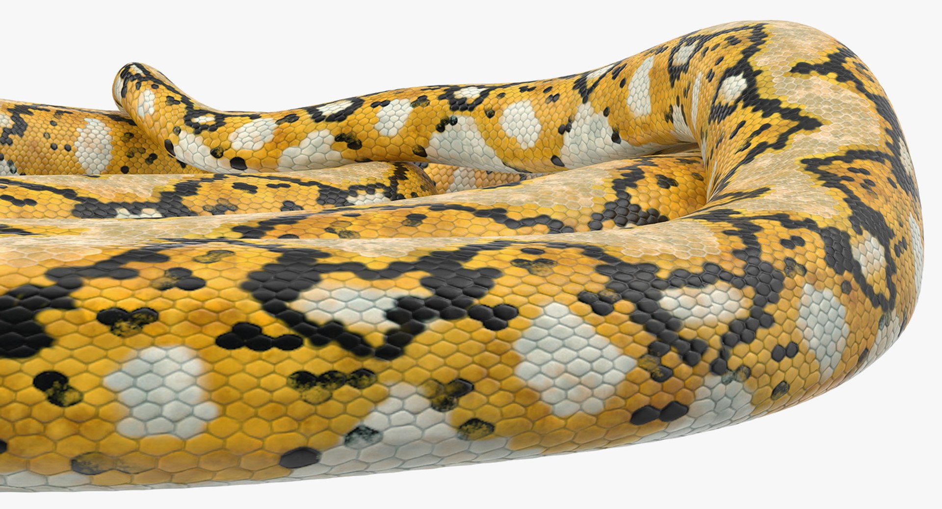 Yellow Python Snake Rigged 3D - TurboSquid 1420375