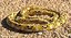 Yellow Python Snake Rigged