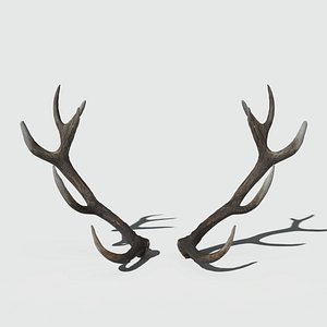 reed deer antlers 3D model