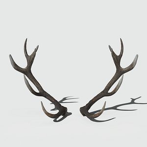 Reed Deer Antlers Scan