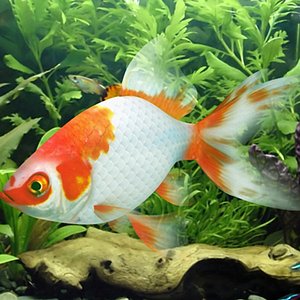 goldfish rigged 3d model