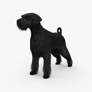 schnauzer dog animal 3D model