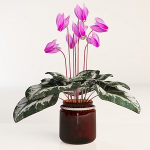 cyclamena 3D model