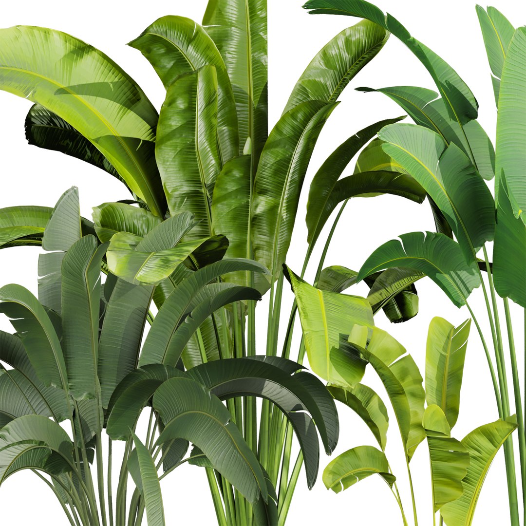 plant vol 837 - banana - leaf - indoor 3D model https://p.turbosquid.com/ts-thumb/KL/2RQIc0/SM/2/jpg/1769461613/1920x1080/fit_q87/07ad495636e4d8e9f8f0f4664c1c468d8e0d5ce4/2.jpg