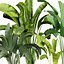 植物vol 837 - バナナ - 葉 - 屋内