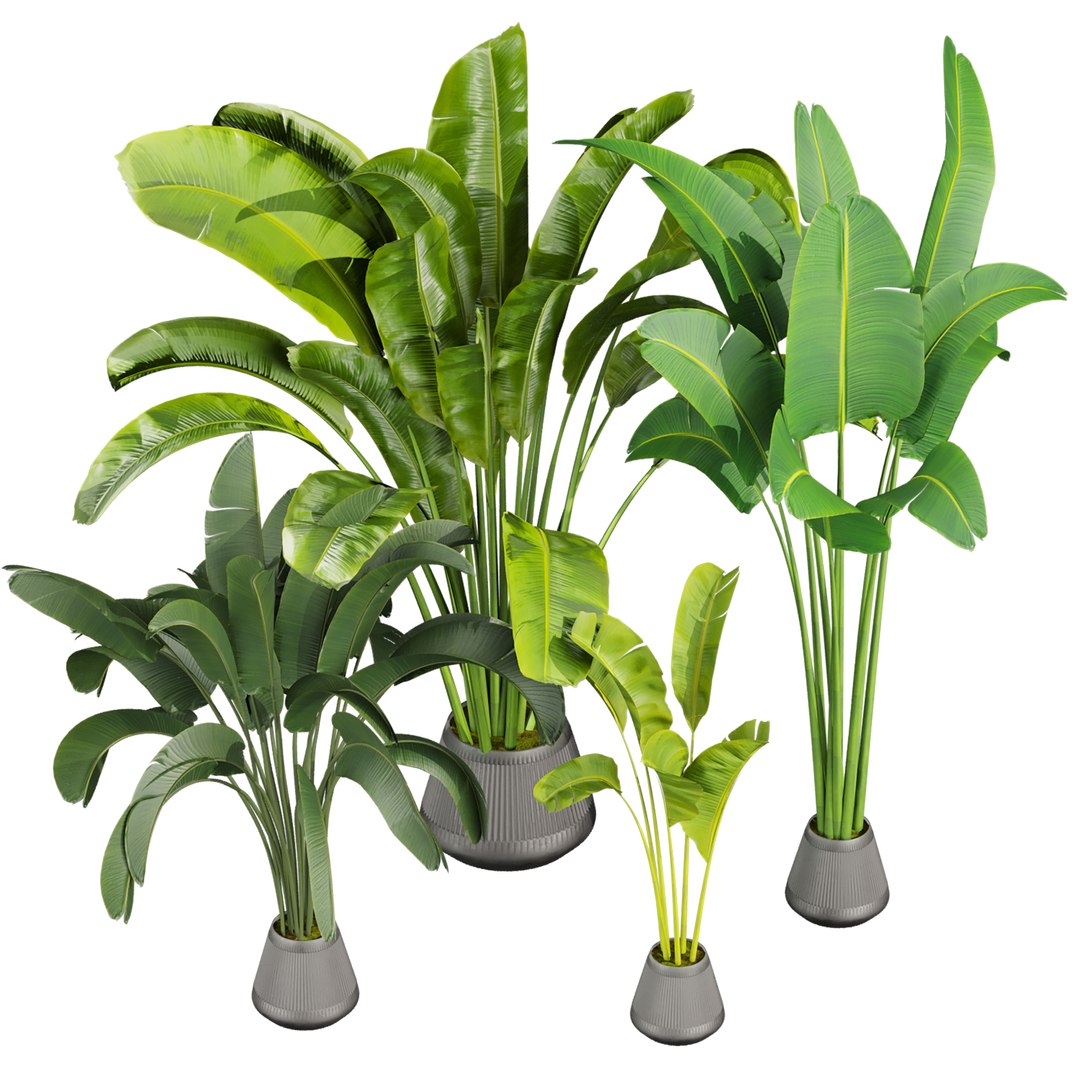 plant vol 837 - banana - leaf - indoor 3D model https://p.turbosquid.com/ts-thumb/KL/2RQIc0/bD/3/jpg/1769461613/1920x1080/fit_q87/32c5dbfcdc353337a5b796a9fbc052b0d38f76b0/3.jpg