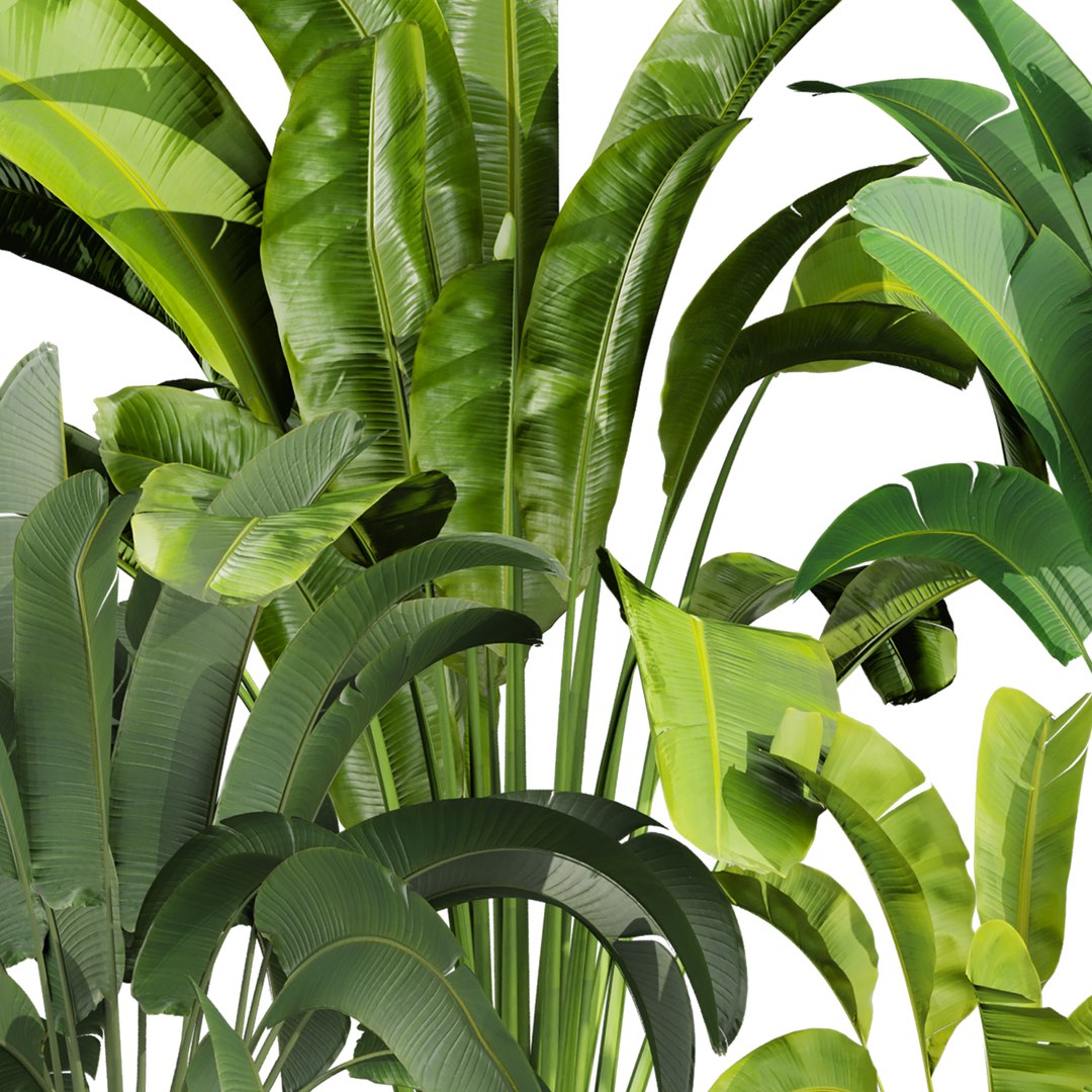 plant vol 837 - banana - leaf - indoor 3D model https://p.turbosquid.com/ts-thumb/KL/2RQIc0/bl/4/jpg/1769461615/1920x1080/fit_q87/a344004fe568e43e24267eeaf9875777007c67b1/4.jpg