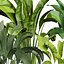 植物vol 837 - バナナ - 葉 - 屋内