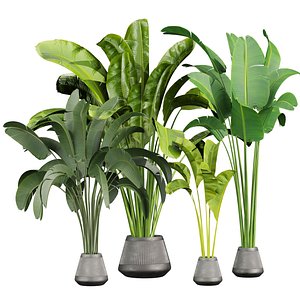 plant vol 837 - banana - leaf - indoor