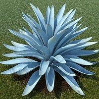 Large Agave Tequilana Blue Agave Plant