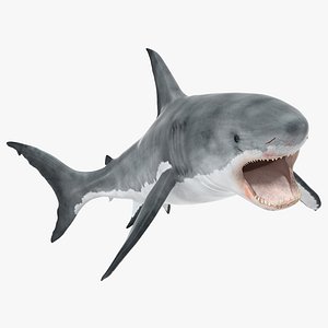 3d great white shark 2