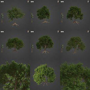 3D 2021 PBR Holm Oak Collection - Quercus Ilex model