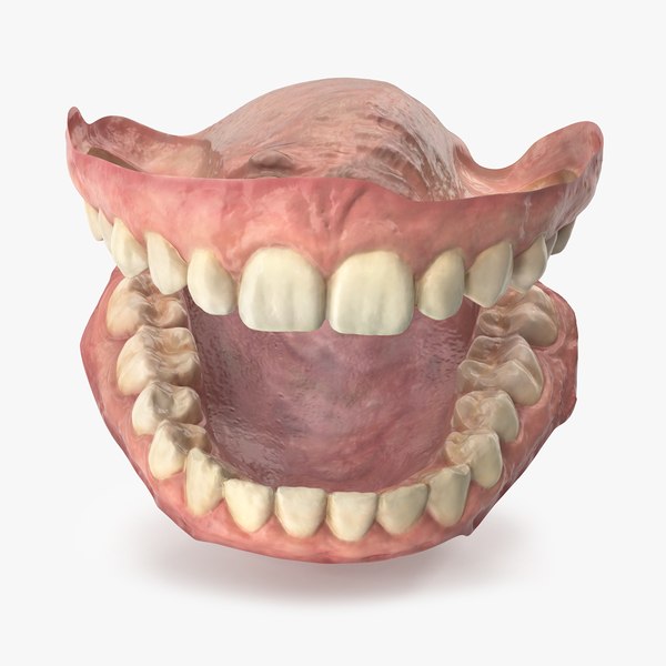 3D Realistic Dental Model of 30s Female model