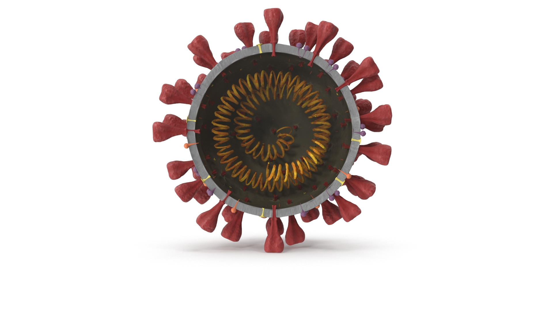 novel coronavirus virus science 3D https://p.turbosquid.com/ts-thumb/KL/Ir9cut/20aFOHWs/novelcoronaviruscrosssection_turn_color/jpg/1590758138/1920x1080/turn_fit_q99/eae467e686d62c77d9f97d7d454f336bab078753/novelcoronaviruscrosssection_turn_color-1.jpg