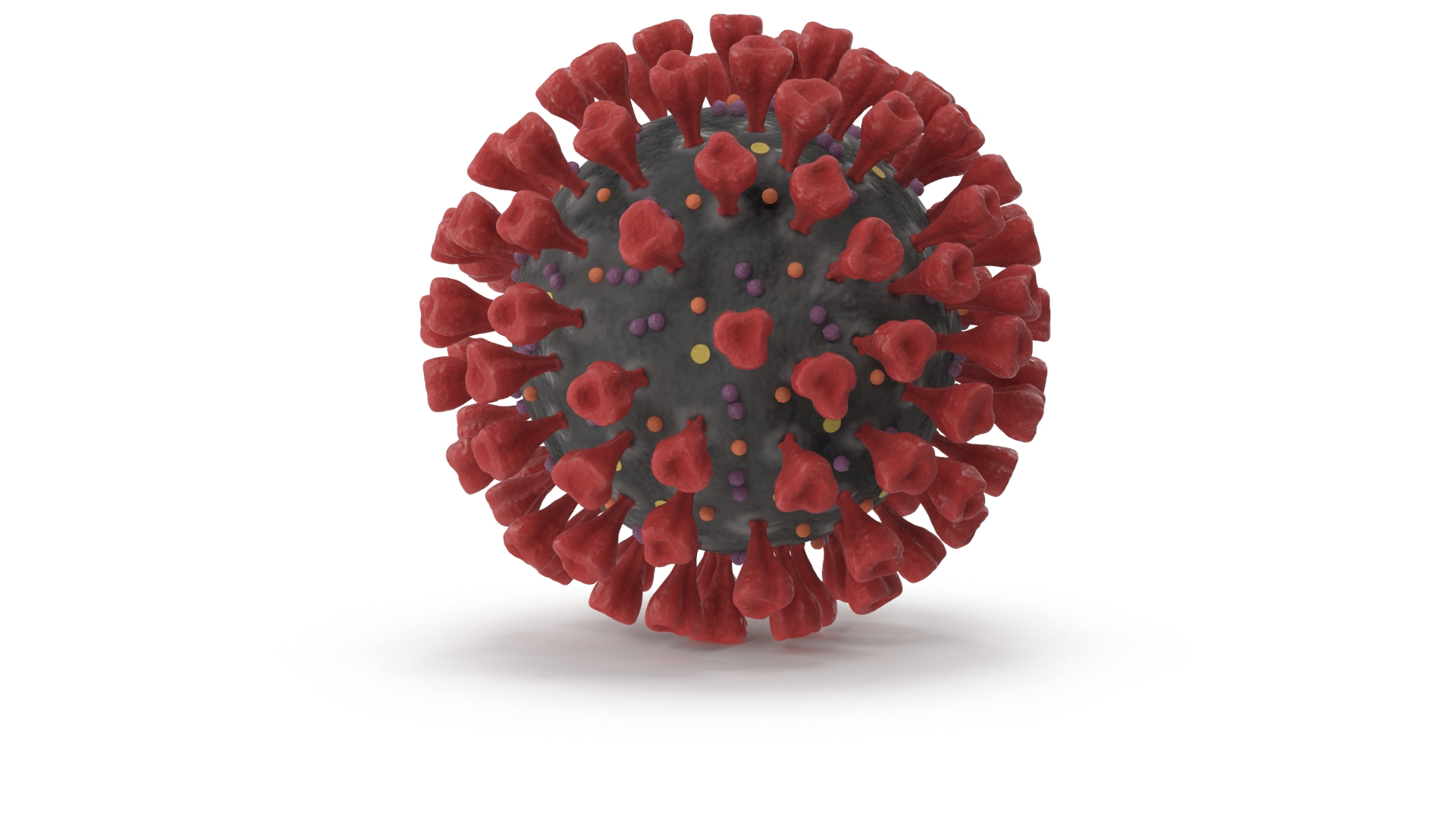 novel coronavirus virus science 3D https://p.turbosquid.com/ts-thumb/KL/Ir9cut/PynuXUVb/corona_color_turntable/jpg/1590683641/1920x1080/turn_fit_q99/55255e5cb3efa758859be891b90c6678701a9122/corona_color_turntable-1.jpg