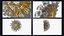 Novel Coronavirus - Collection of 4