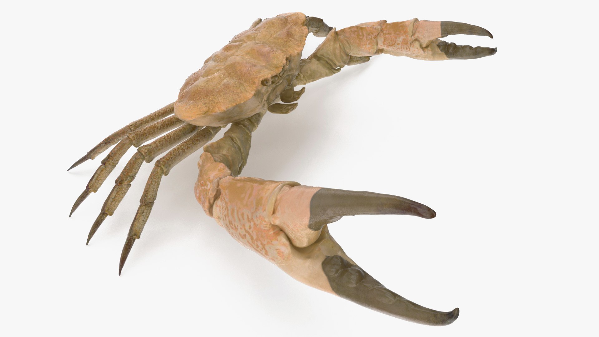 Deepwater Giant Crab Rigged for Maya 3D model preview