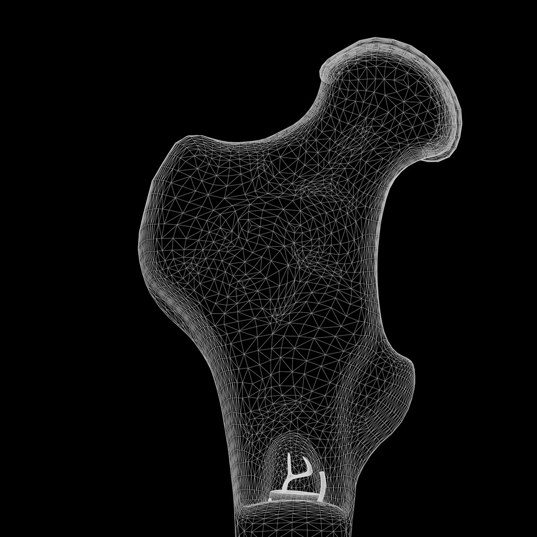 3D Model Internal Bone Structure - TurboSquid 1810750