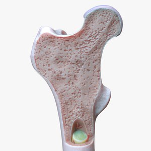 3D model internal bone structure