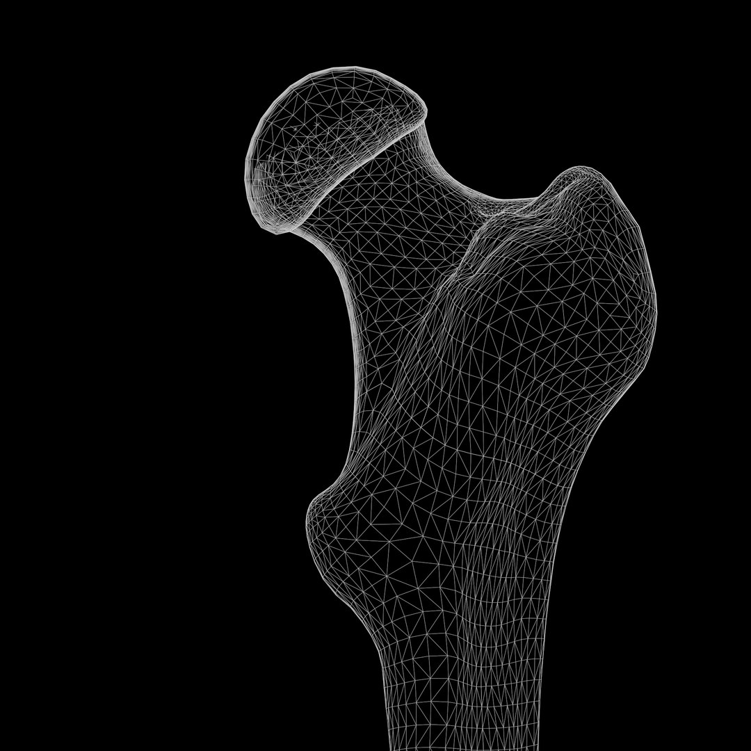 3D Model Internal Bone Structure - TurboSquid 1810750