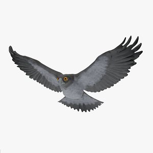 Short-toed Snake Eagle