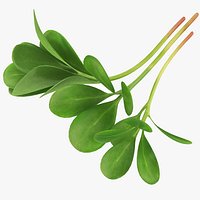 Purslane