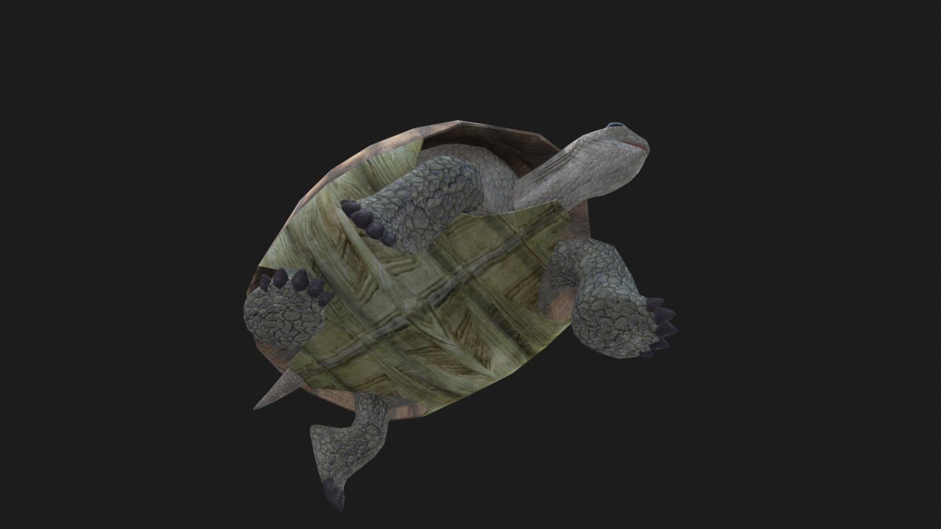 Gaint Tortoise Animated 3D Model - TurboSquid 2152320