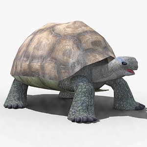 Gaint Tortoise Animated 3D model