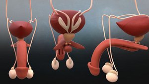 Male Reproductive system