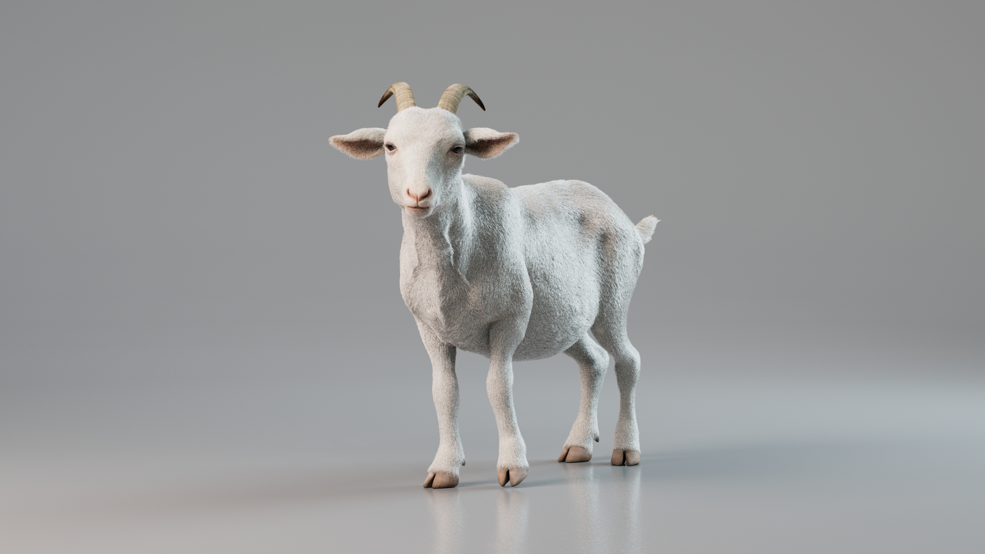 3D Goat Rigged Animated With Fur White Model - TurboSquid 2230213