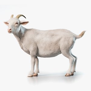 Goat Rigged Animated with Fur White