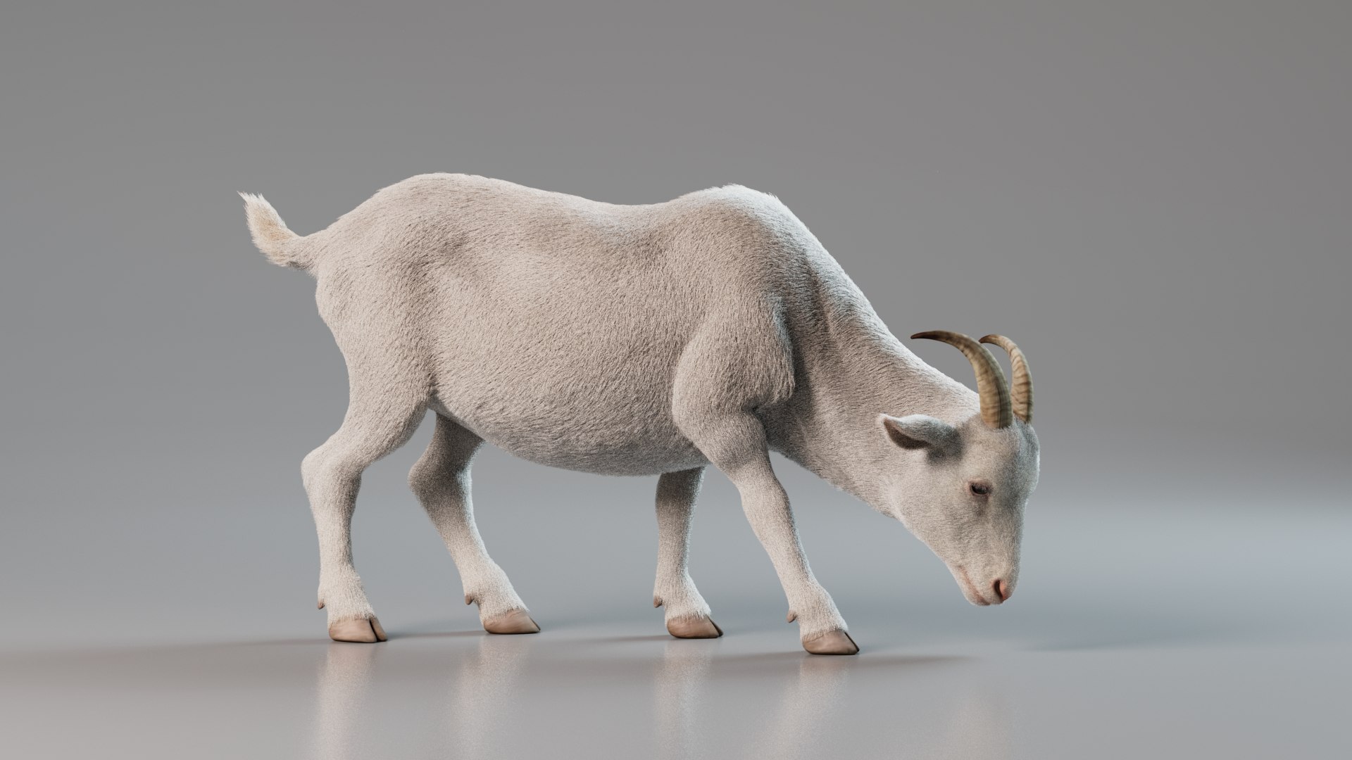 3D Goat Rigged Animated With Fur White Model - TurboSquid 2230213