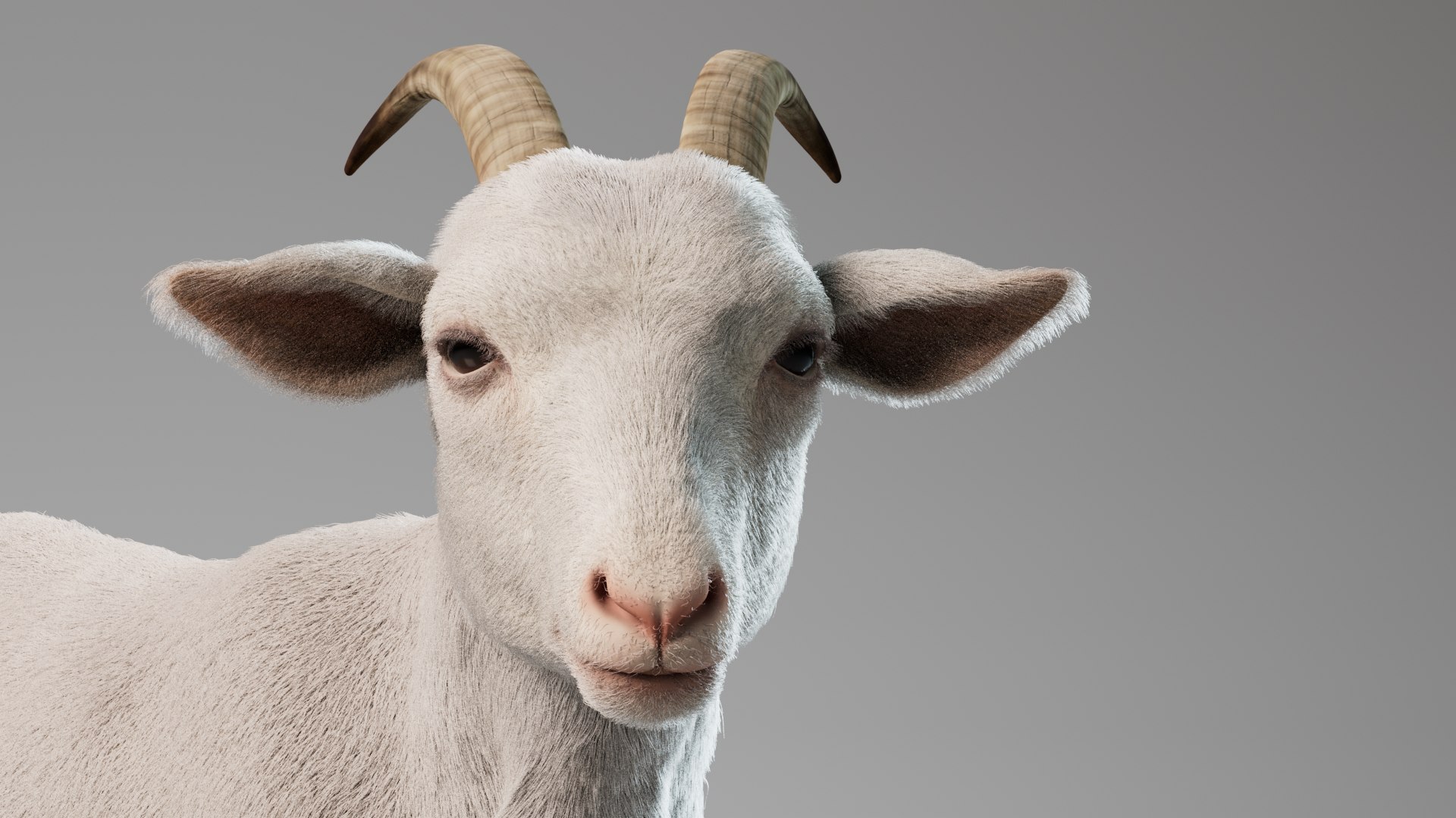 3D Goat Rigged Animated With Fur White Model - TurboSquid 2230213